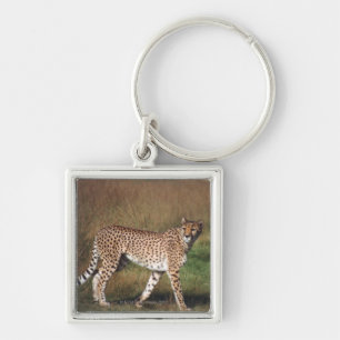 Chaveiro Leopardo na planície