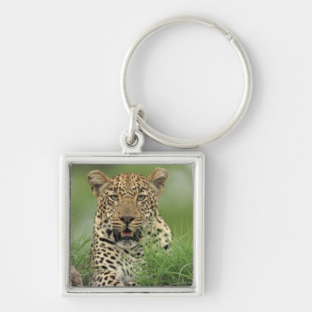 Chaveiro Leopardo, pardus do Panthera, jogo de Sabi Sabi (Frente)