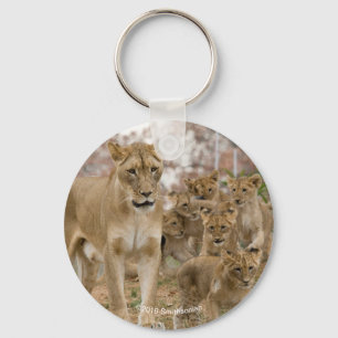 Chaveiro Lion Cubs africanos com mãe