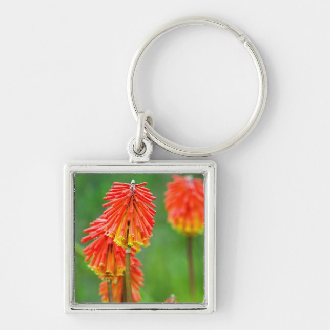 Chaveiro Lírio Tocha (Kniphofia Uvaria), Cabo Ocidental (Frente)