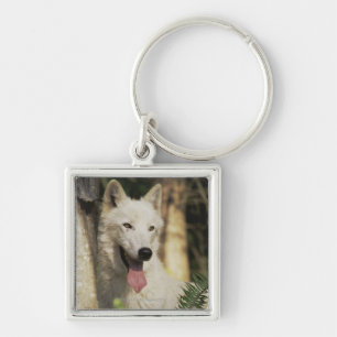 Chaveiro Lobo ártico na floresta