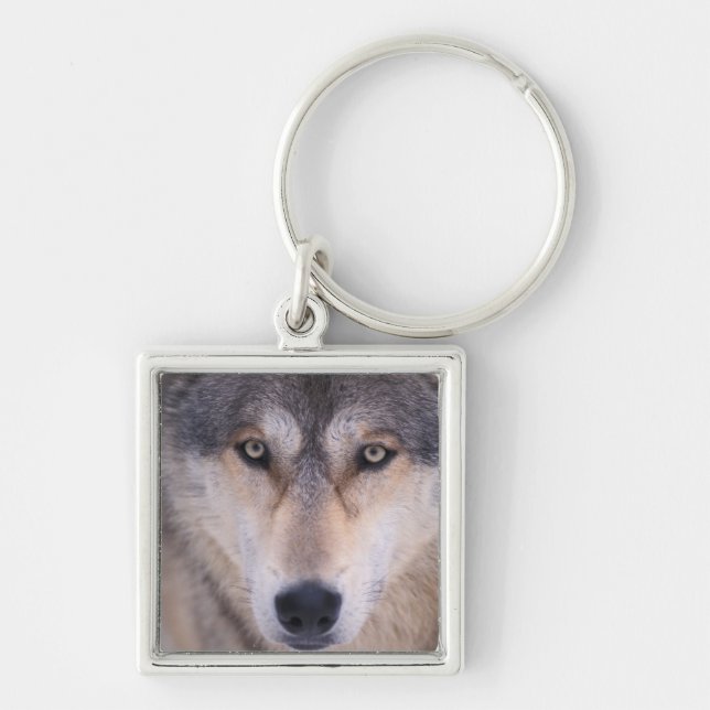 Chaveiro lobo cinzento, Canis lupus, close-up dos olhos (Frente)