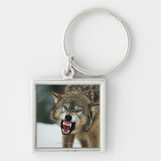 Chaveiro Lobo cinzento Snarling (Frente)