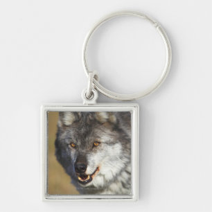 Chaveiro Lobo (lúpus de Canis)