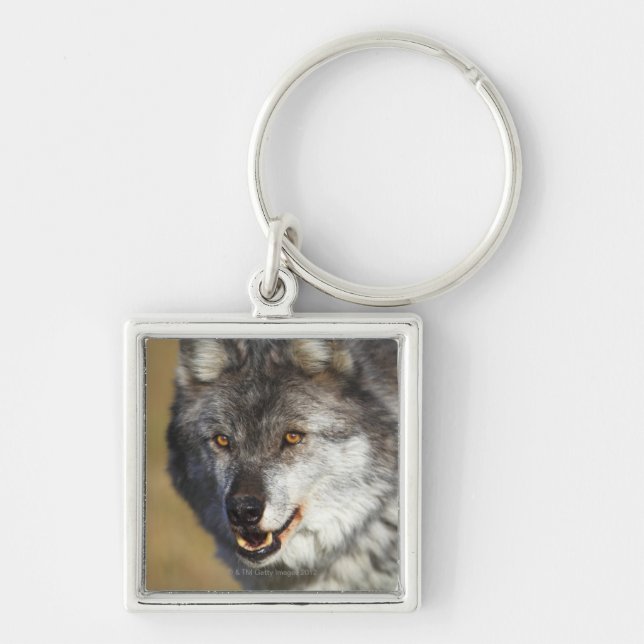 Chaveiro Lobo (lúpus de Canis) (Frente)