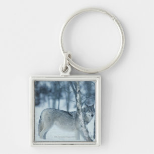 Chaveiro Lobo (lúpus de Canis) durante o inverno