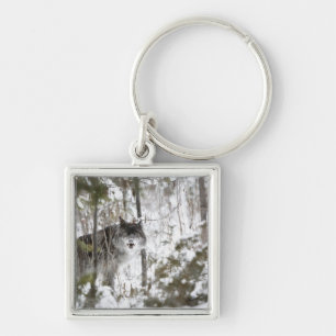 Chaveiro Lobo na floresta no inverno