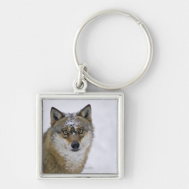 Chaveiro Lúpus de Canis, olhando a câmera, Alemanha, Europa (Frente)