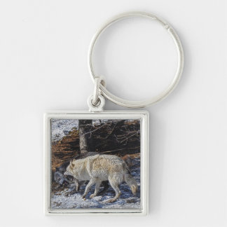 Chaveiro Lutando com Cinzas Lobos Foto da Vida Selvagem