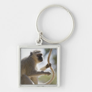 Chaveiro Macaco de Vervet que guardara a cauda