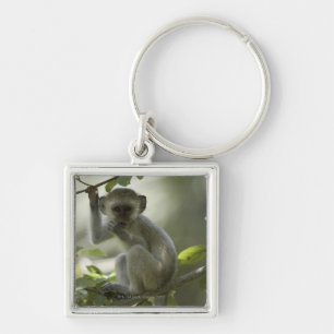 Chaveiro Macaco de Vervet, Zimbabwe