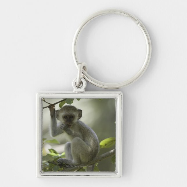 Chaveiro Macaco de Vervet, Zimbabwe (Frente)