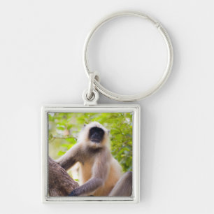 Chaveiro Macaco na selva do Parque Nacional de Ranthambore