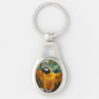 Macaw azul e Dourado