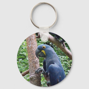 Chaveiro Macaw do jacinto