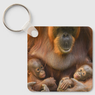 Chaveiro Mãe Orangutan Segurando Dois Bebês