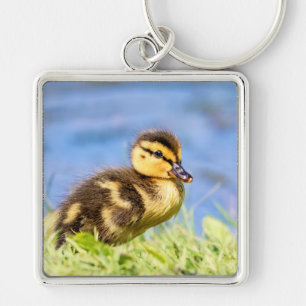 Chaveiro Mallard Duckling