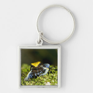 Chaveiro Mantela-de-orelha-preta, Mantella expectata, 2