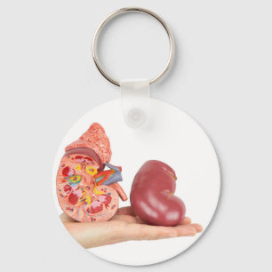 Chaveiro Mão plana mostrando um rim humano modelo