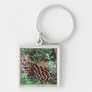 Chaveiro Margay, Leopardus wiedi, Nativo do México até