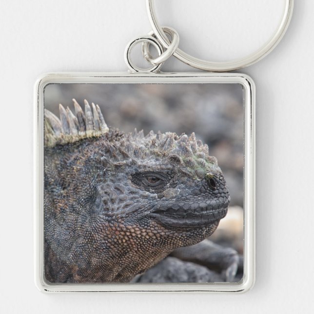Chaveiro Marine Iguana (Frente)