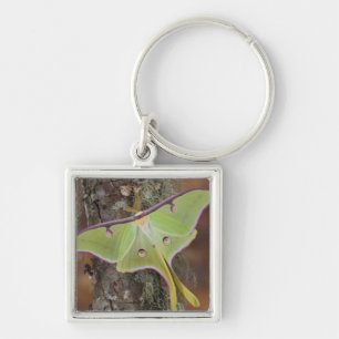 Chaveiro Mariposa-da-seda Luna