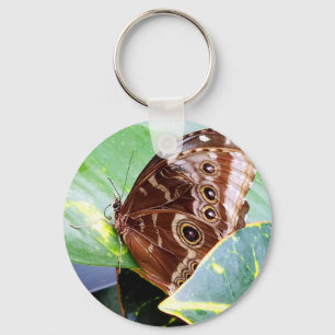 Chaveiro mariposa olho bonito mariposa marrom bege imagem i