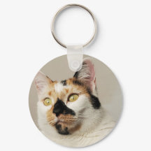 Melhor Fotografia da Mãe de Gato