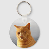 Merlin, o gato gengibre