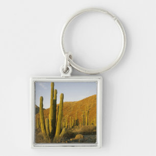 Chaveiro México, Baja, Ilha de Santa Catalina, Mar de