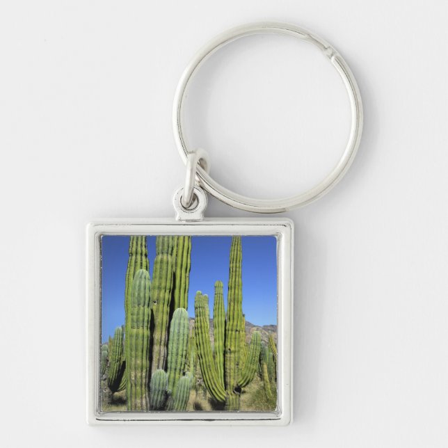 Chaveiro México, Sonora, San Carlos. Saguaro & Organ Pipe (Frente)