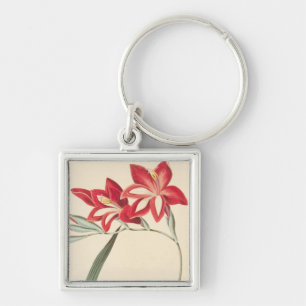 Chaveiro Milho-Bandeira magnífica