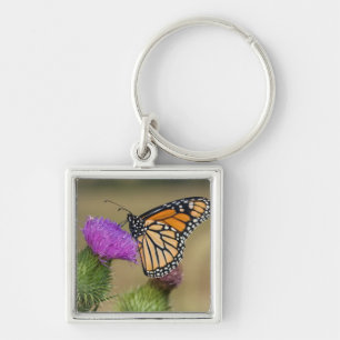 Chaveiro Monarca no cardo do pasto Thistle Prairie Ridge