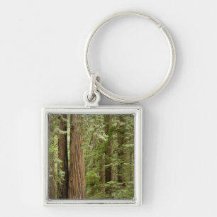 Chaveiro Monumento Nacional Muir Woods, Norte