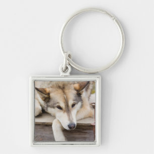 Chaveiro N.A., EUA, Alasca. Cães de trenó Husky