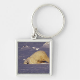 Chaveiro NA, Canadá, Manitoba, Churchill, Urso polar