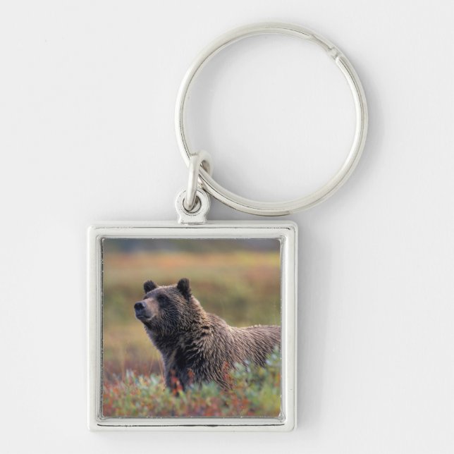 Chaveiro NA, EUA, Alasca, Denali NP, urso Grizzly (Frente)