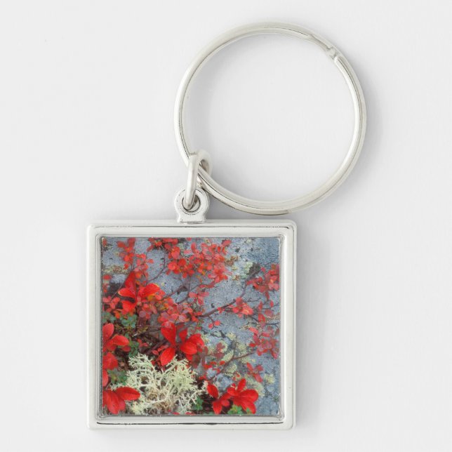 Chaveiro NA, EUA, Alaska, Denali NP, Bear berry e (Frente)