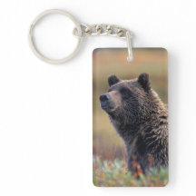 NA, EUA, Alaska, Denali NP, urso de urso