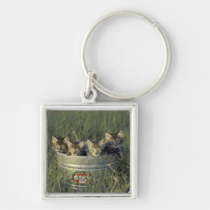 Chaveiro NA, EUA, Florida, Florida rural. Oito-semana-velho