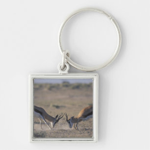 Chaveiro Namíbia, Parque Nacional Etosha, Dois machos