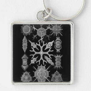 Chaveiro Negativo Haeckel