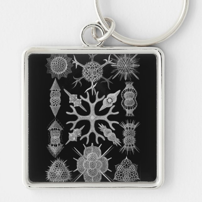 Chaveiro Negativo Haeckel (Frente)