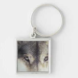 Chaveiro Nome Latin: Lúpus de Canis