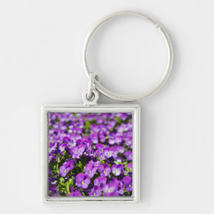 Chaveiro Nome Latin: Subsp tricolor da viola. hortensis.