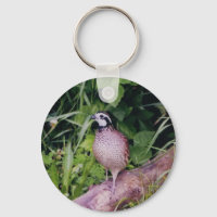 Norte Bobwhite Quail