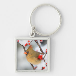 Chaveiro Norte Cardeal fêmea no Winterberry comum