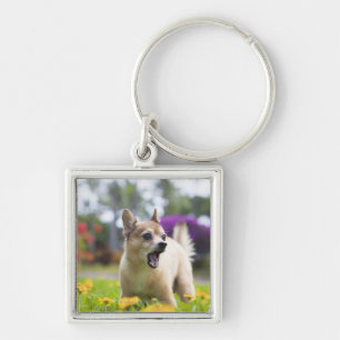 Chaveiro Nosso kekai do cão de estimação. É parcialment