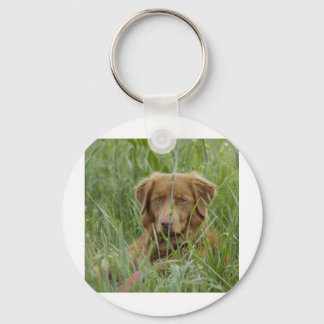 Chaveiro Nova Escócia Duck Tolling Retriever