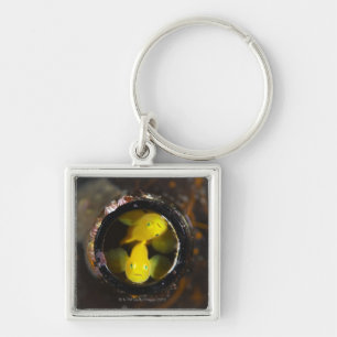 Chaveiro Numazu, Shizuoka, Japão